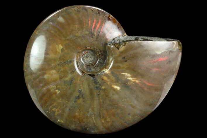 Flashy Red Iridescent Ammonite - Wide #127931